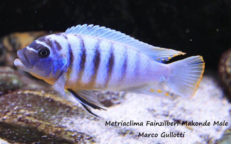 Maylandia fainzilberi 'Makonde'